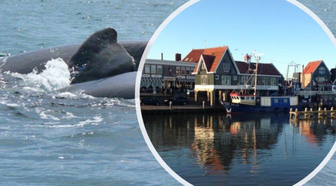 WALVISSENSPOTTEN VANUIT VOLENDAM